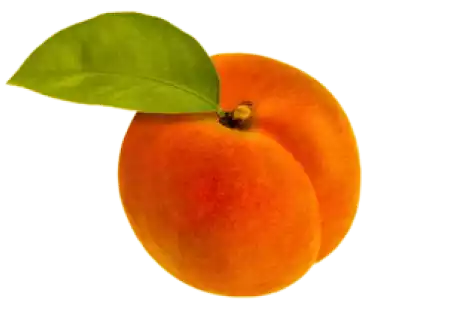 stonefruit