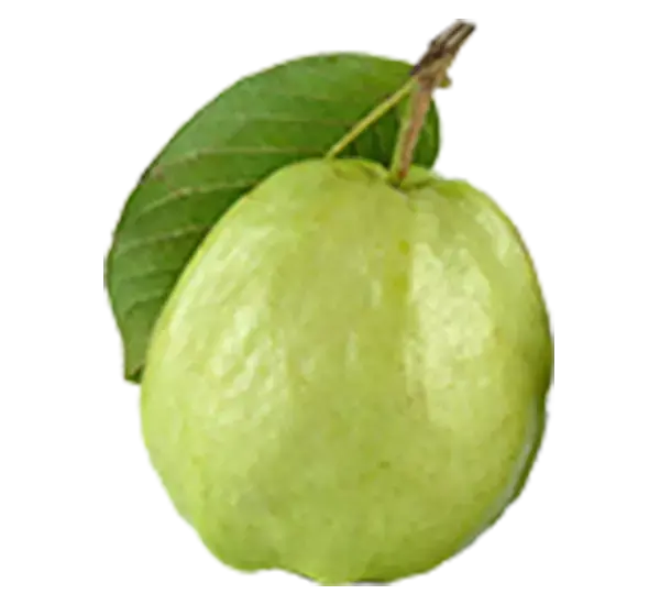 Thai Guava